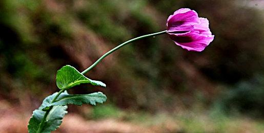 《巫师3》十周年官方纪念视频 粉丝求再来两个DLC